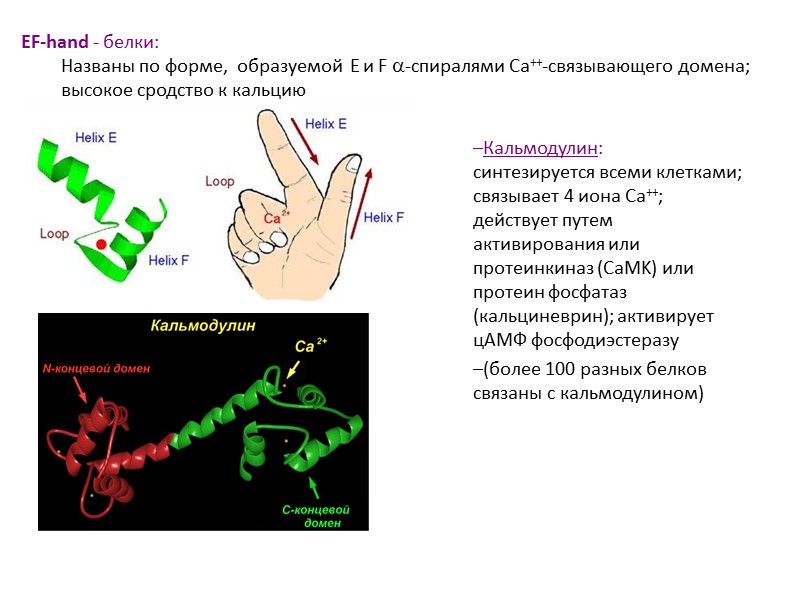 EF-hand - белки: Названы по форме,  образуемой  E и F -спиралями Ca++-связывающего